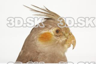 Cockatiel - Nymphicus hollandicus 0035